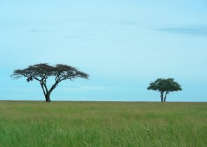 two trees: photo taken in Tanzania