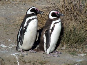 magellenic penguins: none