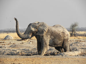 Elefante na lama: 