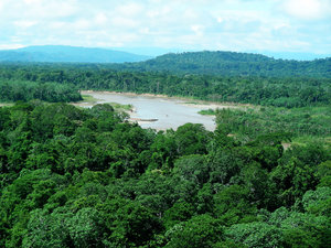 rainforest: Bolivia