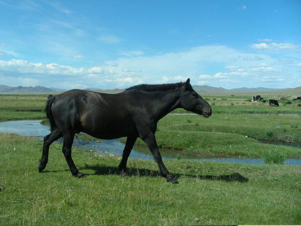 wild horses: photo taken in Mongolia