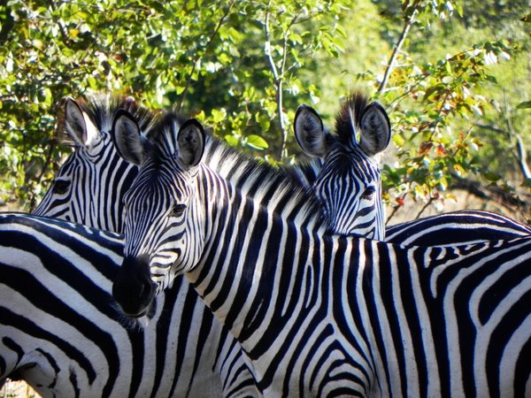 zebras: photo taken in Zambia