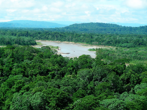 rainforest: 