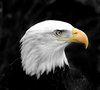 Bald Eagle 2: Im happy for anyone to use any of my shots restriction free. I would only ask that they not be used for political, sexual or hate purposes, in keeping with the spirit of SXC.Also I would appreciate a quick mail to let me know how you've used the shot, jus