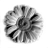 Gerbera: black and white shot of a gerbera daisy