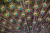 Peacock Feathers: Close up shots of peacock feathers