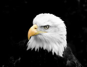Bald Eagle: Im happy for anyone to use any of my shots restriction free. I would only ask that they not be used for political, sexual or hate purposes, in keeping with the spirit of SXC.Also I would appreciate a quick mail to let me know how you've used the shot, jus