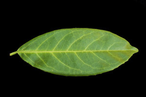 Rhododendron Leaf: Macro shot of Rhododendron leaf
