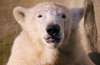 Polar Bear: Polar Bear spotted in Ouwehands Dierenpark Netherlands