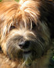 Tibetan Terrier Puppy 1: 