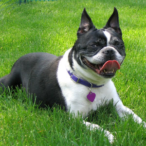 Hot Boston Terrier: Enjoying a lazy summer afternoon in the garden.Please let me know if you are able to use my pictures for something.Even if it's something small --I would be absolutely thrilled to know if they came in useful for anyone!