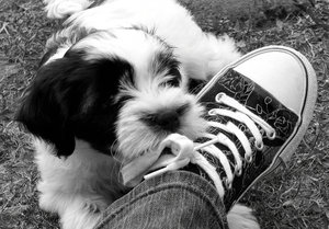 Puppy Love: Tibetan Terrier puppy nibbling on my shoe laces.Please let me know if you are able to use my pictures for anything.Even if it's something small --I would be absolutely thrilled to know if they came in useful for anyone!