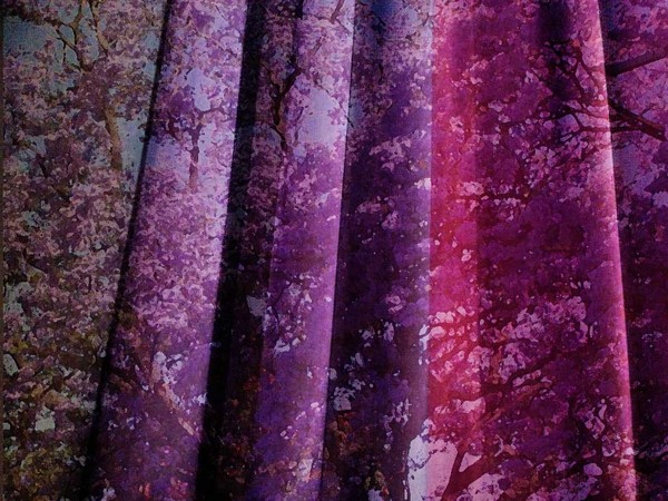 Advent Drapes - Series 2 (5): (CREATED TO USE AS BACKGROUND IMAGES FOR SONGS, PRAYERS AND ETC.)

This is one of a series of 10 photos of the purple drapes we hang for Advent. In this series, I have overlayed each of the images with a photograph of Jacaranda (trees and / or flowers) 