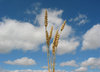 Wheat seed 1: Wheat, Sweden, 2006-07-15