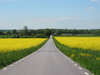 road and yellow: road and rape fields, Skane, Sweden.