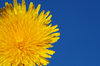 Dandelions 1: Dandelions, a very common weed in many parts of the world.