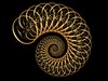 Spiral shell 5: 