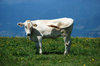 Calf: Calf on grass-covered mountain, the Italian alps.
