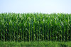 Corn: Young corn field.