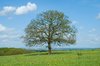 Solitary Tree Maio: 