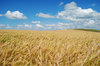 Barley field 1: Barley field