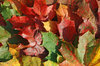 Maple Autumn: The colors of autumn.My Autumn Theme photos:http://www.sxc.hu/browse. ..