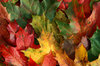 Herbst-Farben: 