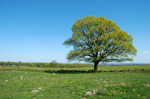 Solitary Tree: Solitary tree in open lanscape, typical for the southern part of Sweden.