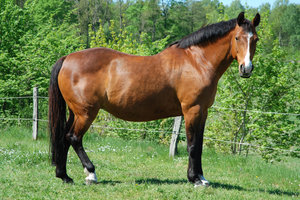 Horse 1: Horse, simply.