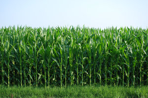 Corn: Young corn field.