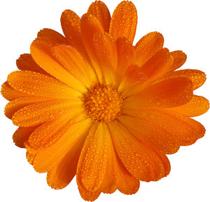Orange Flower: Orange flower, white background (cutout).Like it? Have a look on this one:http://www.sxc.hu/photo/8 ..