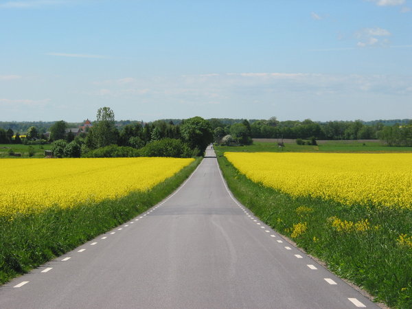 road and yellow: road and rape fields, Skane, Sweden.