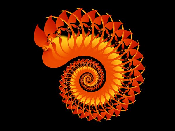 Spiral shell 3: Spiral shell fractal.