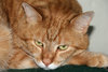 cat expressions: ginger tabby cat relaxed but watchful - cat in various postures and facial expression