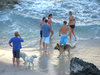 dog's day at the beach: people taking their dogs for fun at the beach