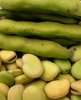 broad beans: raw uncooked shelled broad beans