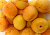 apricot orange: ripe apricots suitable for eating, cooking, jam making, canning