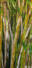 bosque de bambu: 