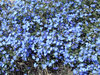 blue carpeting: Australian blue leschenaultia flowers
