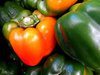 capsicums: green and orange capsicums - bell peppers