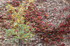 autumn wall colour2: wall covered in autumn coloured leaves