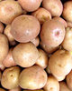 young potatoes: bulk quantity of young gourmet potatoes