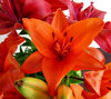 lily display4: colourful bunch of oriental lilies