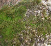 moss rock1: granite rock with mossy growth