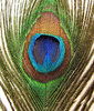 olho do feather5: 