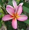 frangipani colour6: delicate and colourful frangipani flowers