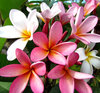 frangipani colour11: 