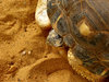 slow but steady2: radiated-tortoise holding its head in as it slowly moves forward