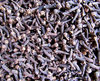 cloves in bulk2: bulk quantity of whole dried cloves