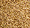 tarwe grains2: 